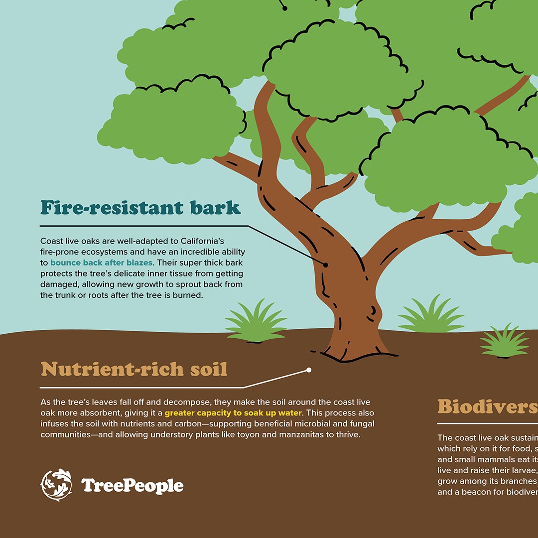 Anatomy of a Coast Live Oak Poster