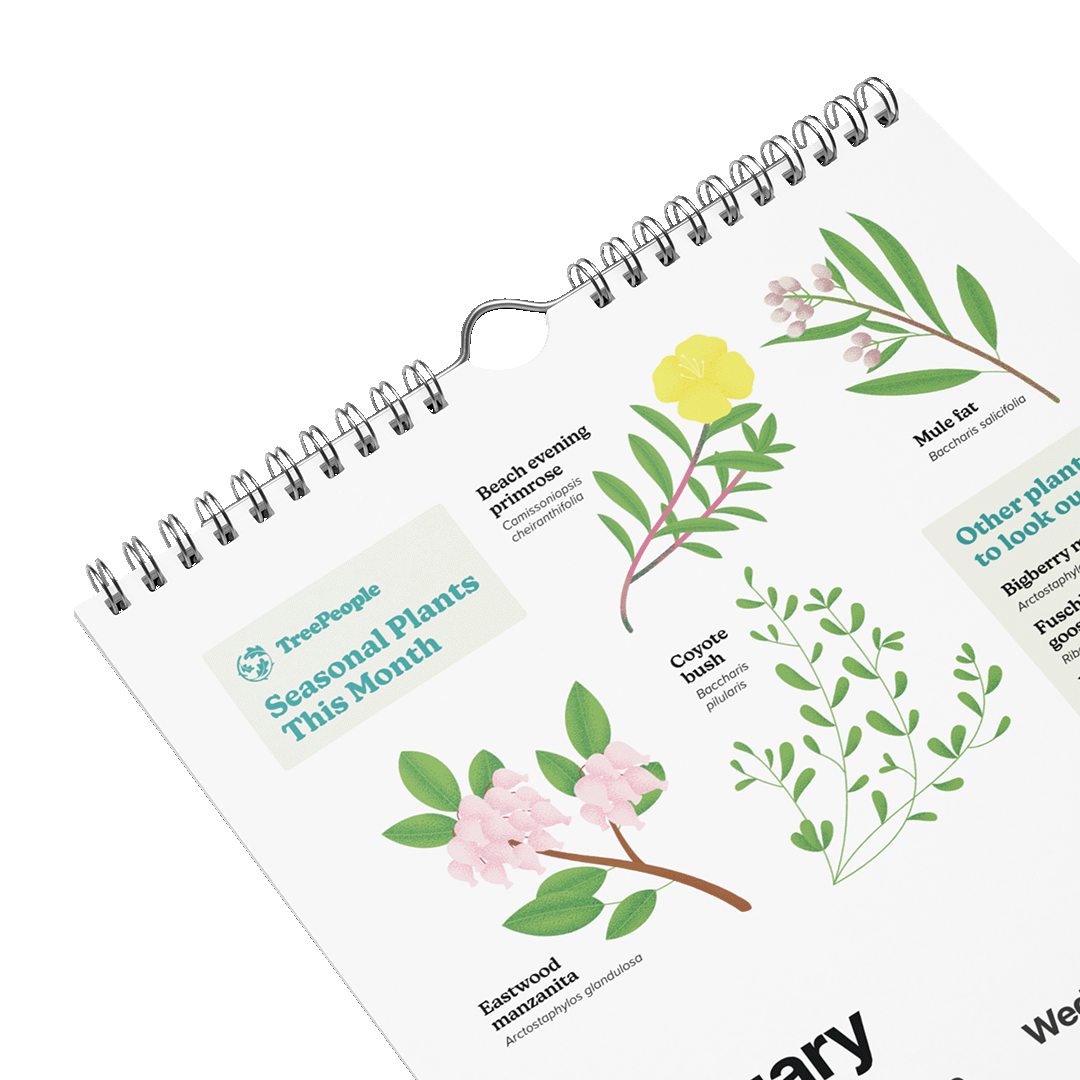 2026 SoCal Seasonal Plants Calendar