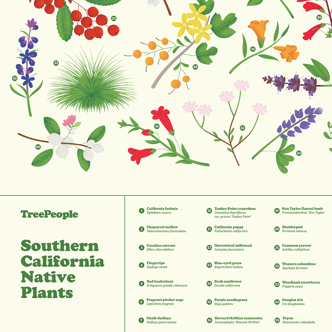Southern California Native Plants Poster