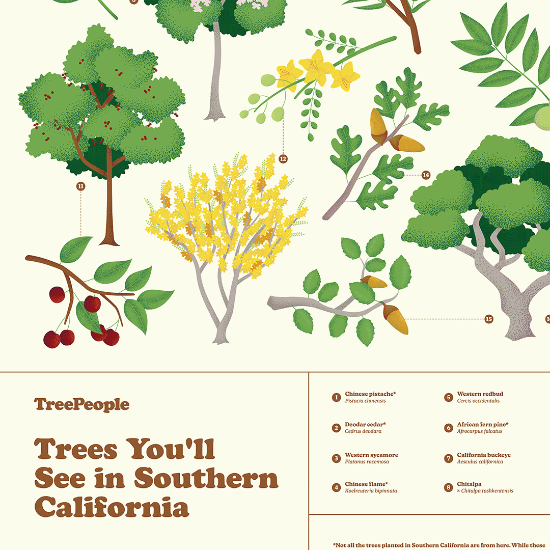 Trees You'll See in Southern California Poster