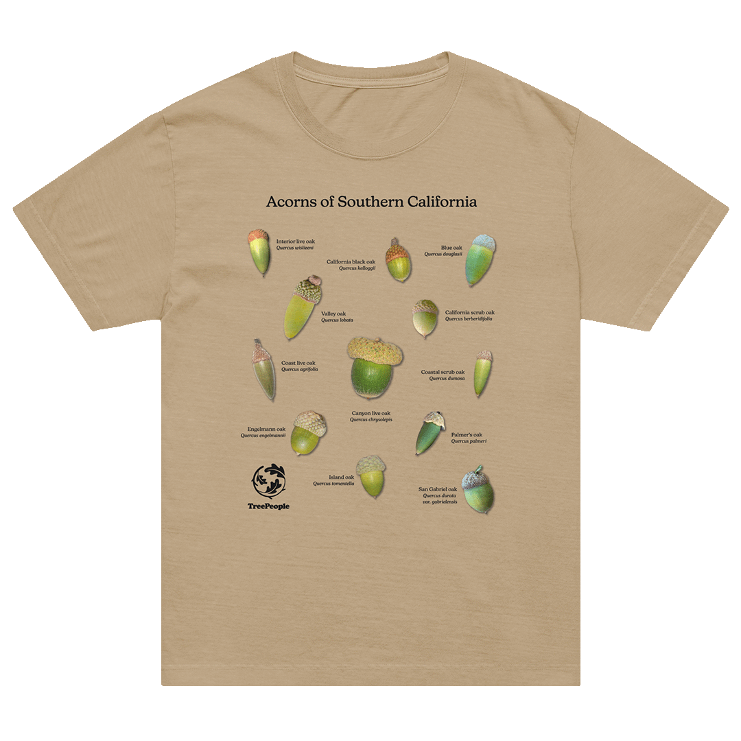 Acorns of Southern California Oversized Shirt