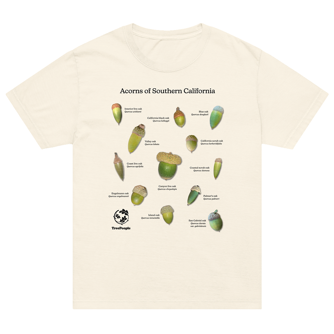 Acorns of Southern California Oversized Shirt