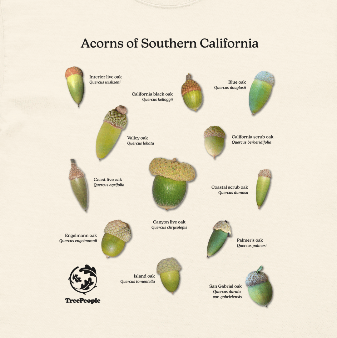 Acorns of Southern California Oversized Shirt