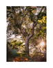 Tree Dedication Card - Sun Kissed Oak