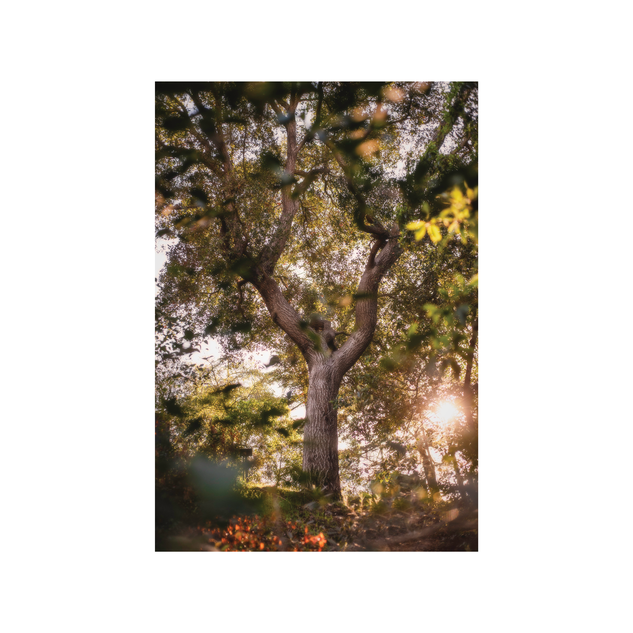 Tree Dedication Card - Sun Kissed Oak