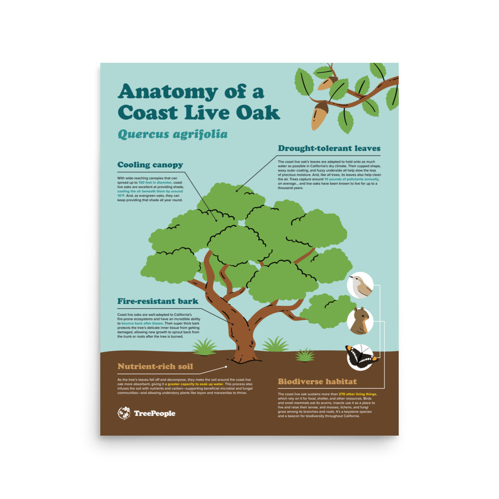 16x20" Anatomy of a Coast Live Oak Poster