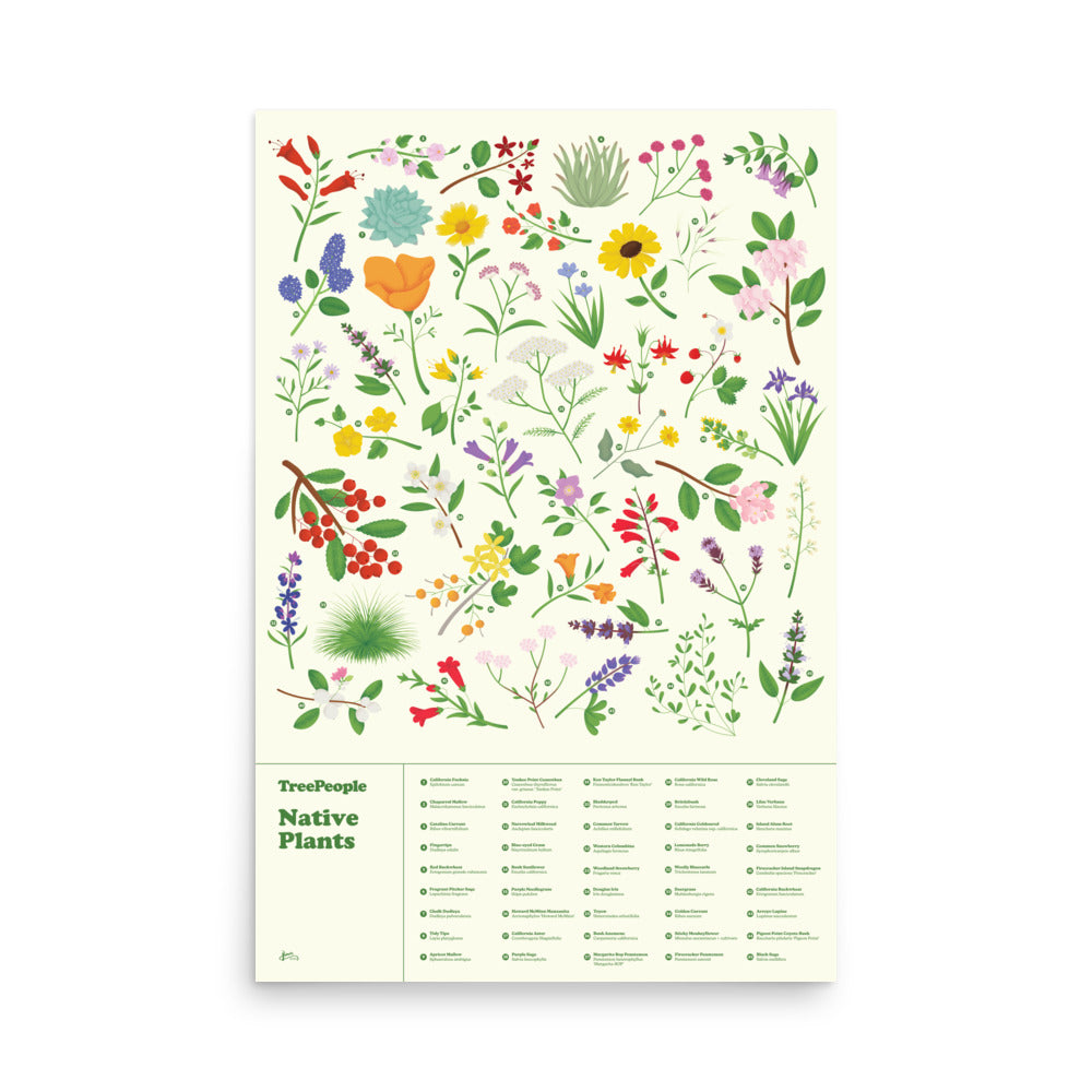 24x36" Native Plants Poster