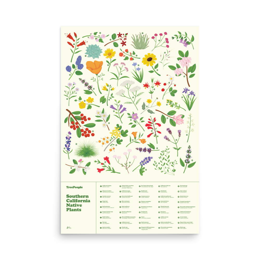 Southern California Native Plants Poster