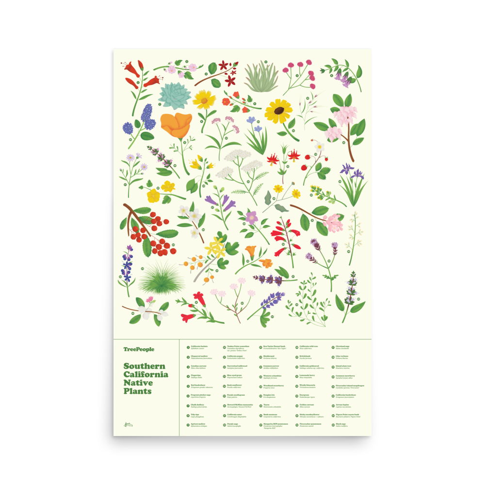 24x36" Southern California Native Plants Poster