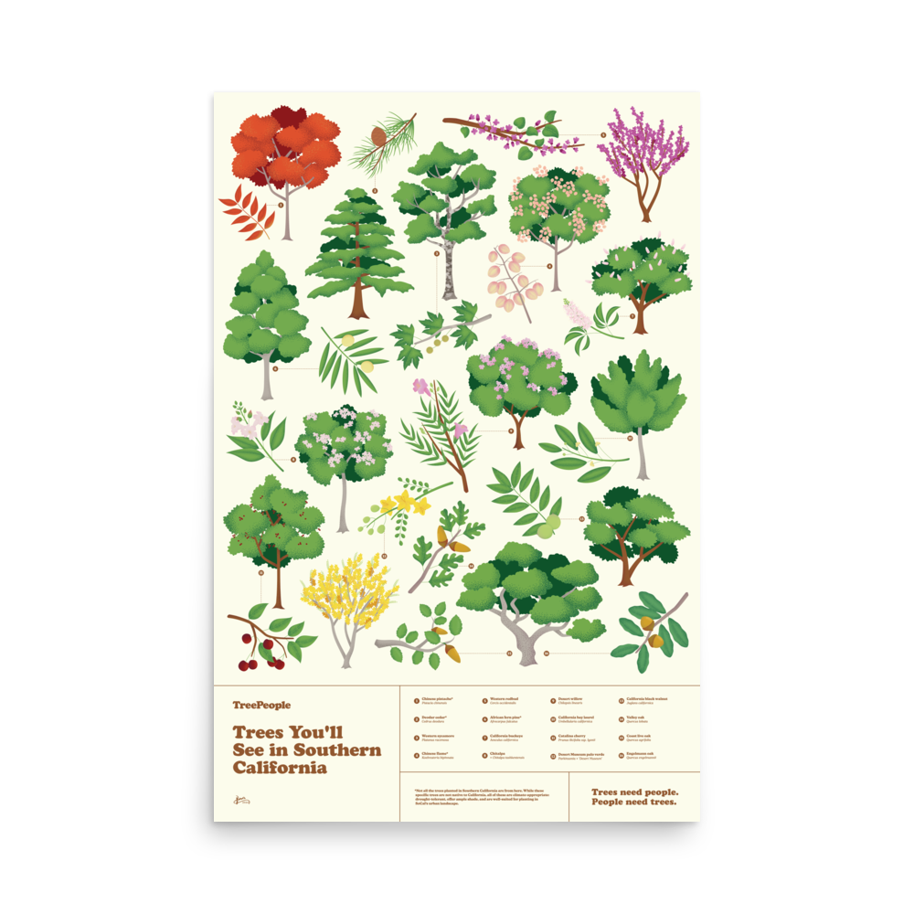 Trees You'll See in Southern California Poster
