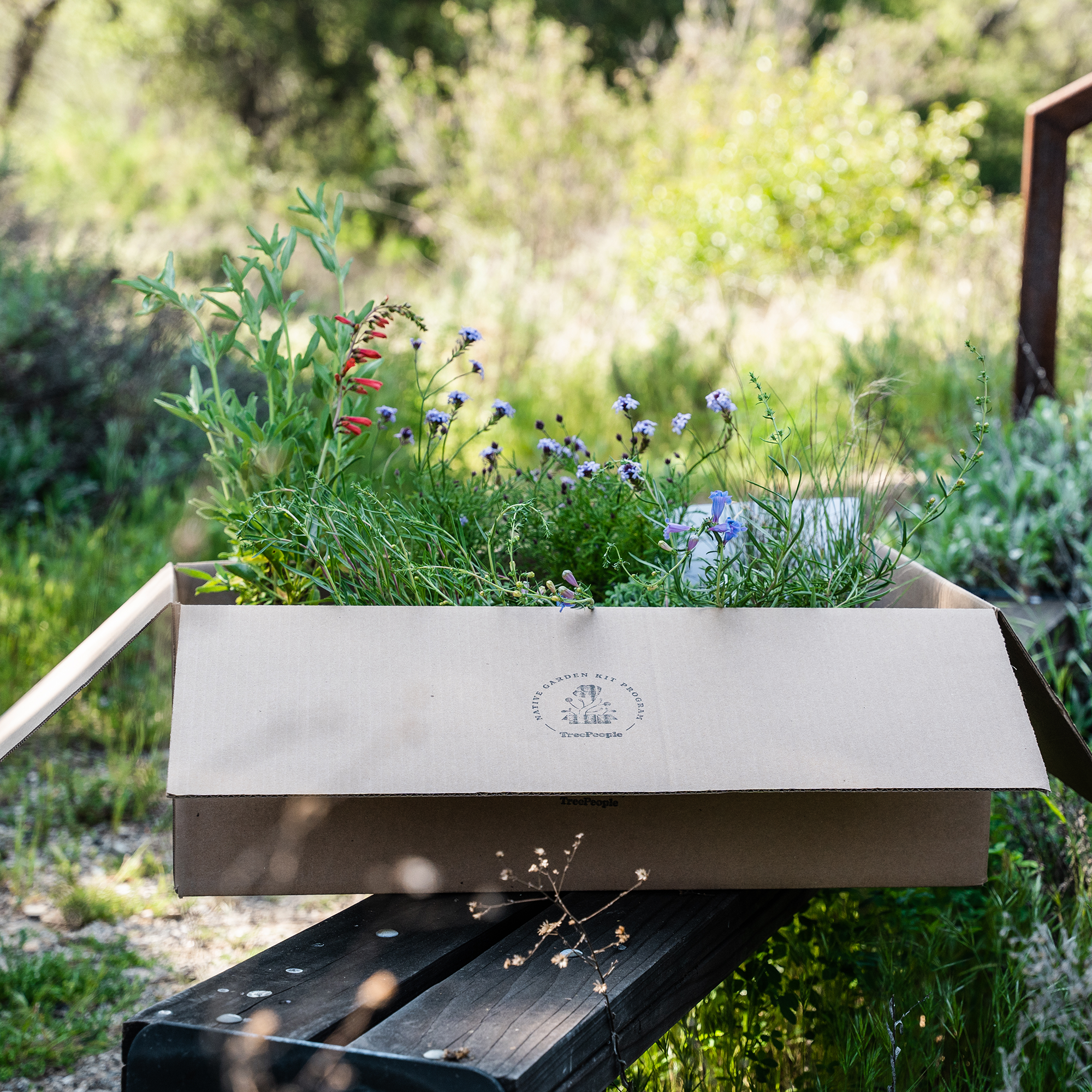TreePeople's Native Garden Kit